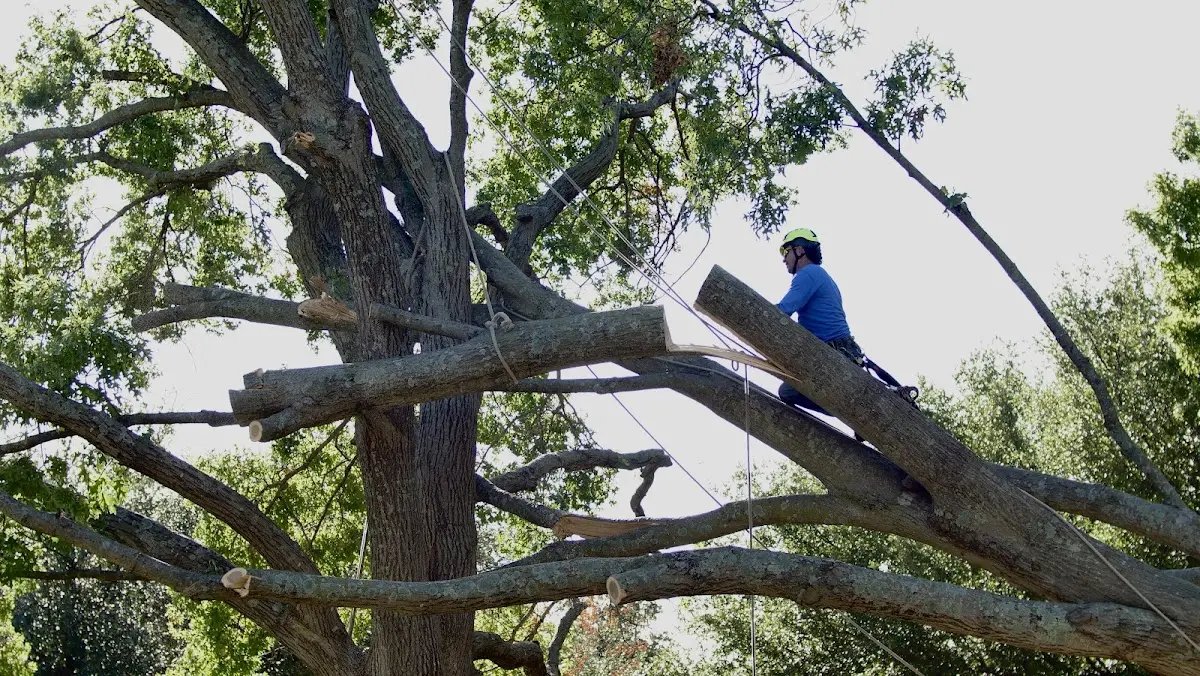 Professional Hazardous Tree Removal performed by certified arborists in Man